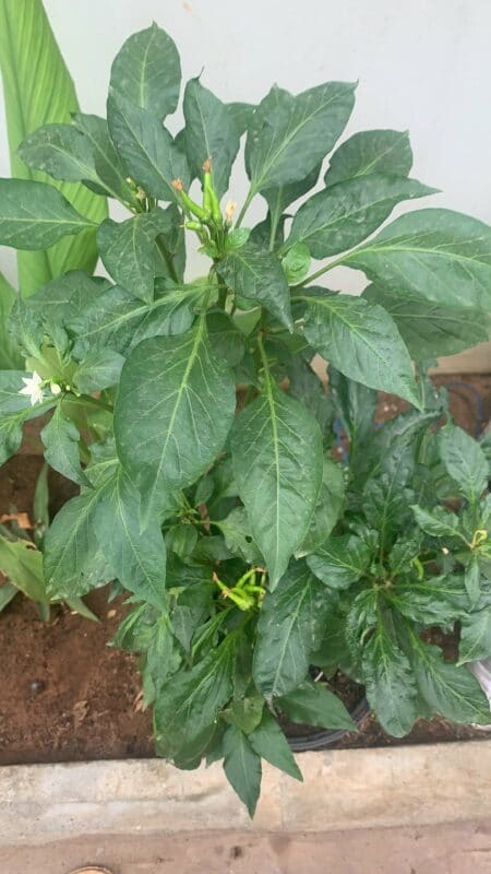 Your Stories - Birds Eye Pepper - Savvy Gardens Centre