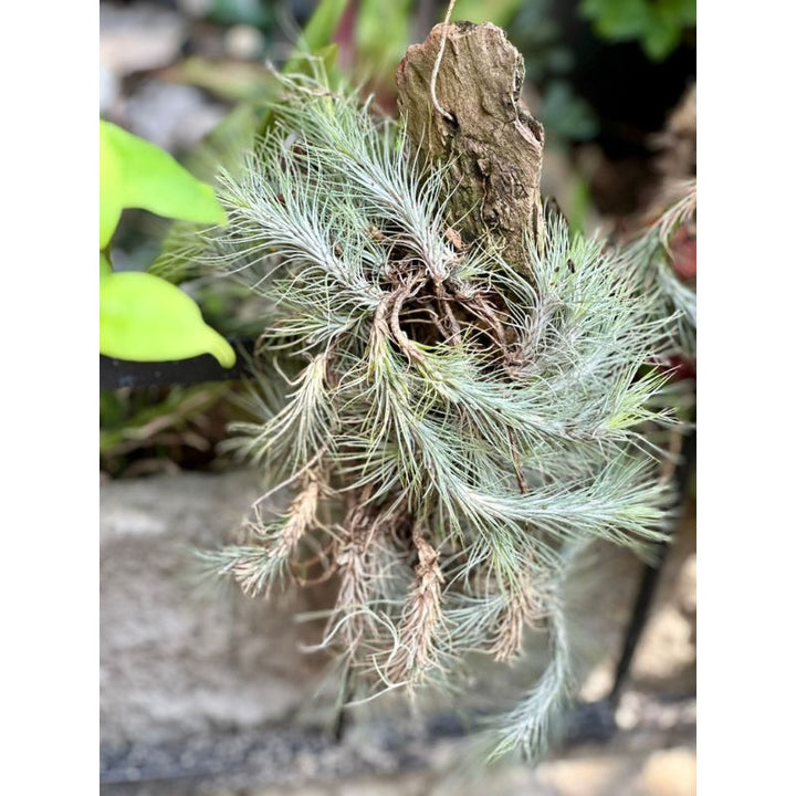 Tillandsia (Air Plant)
