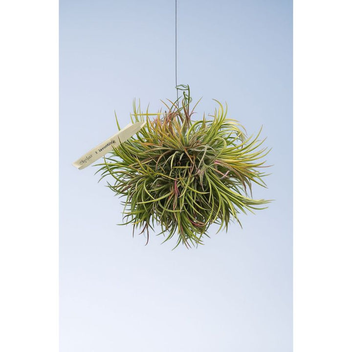Tillandsia (Air Plant)