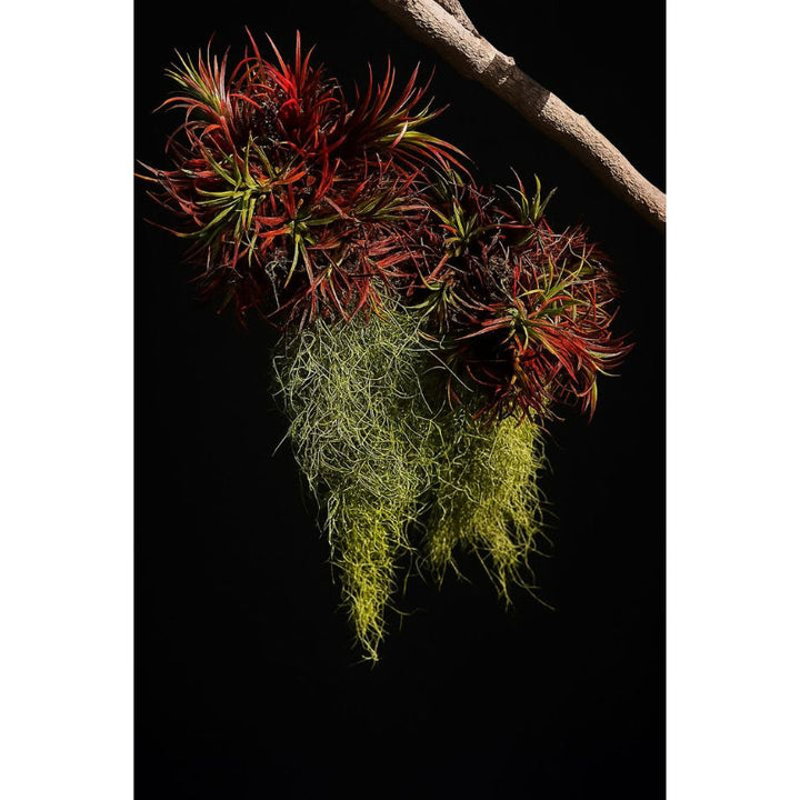 Tillandsia (Air Plant)