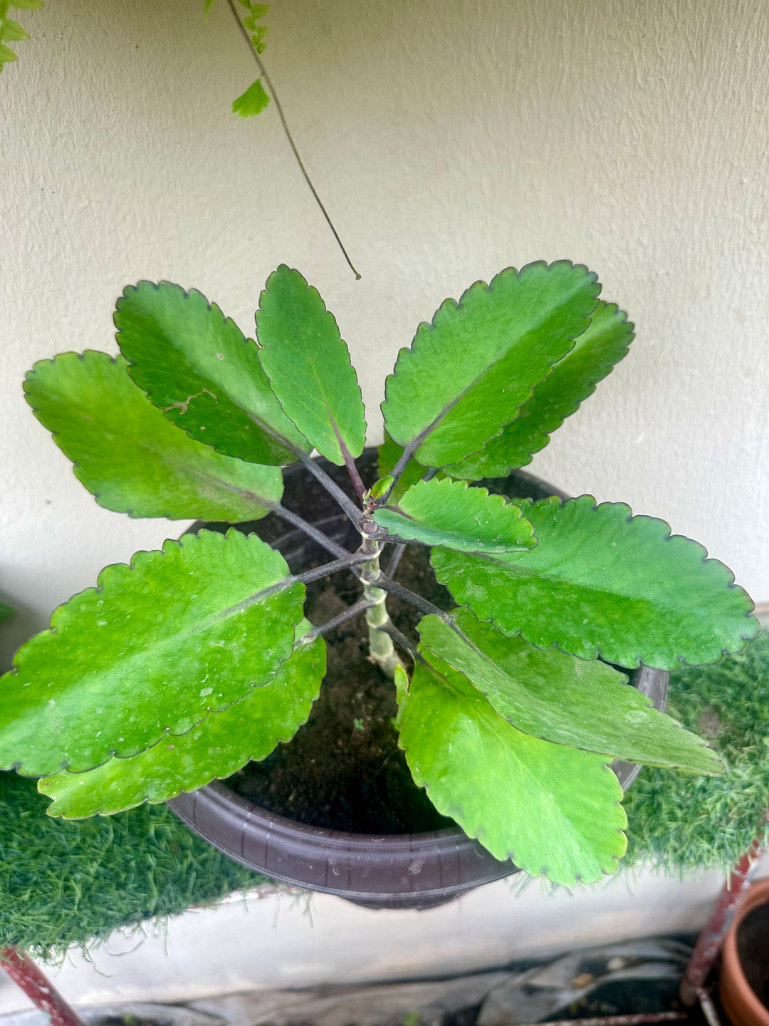 Potted Miracle Leaf (Life Plant)