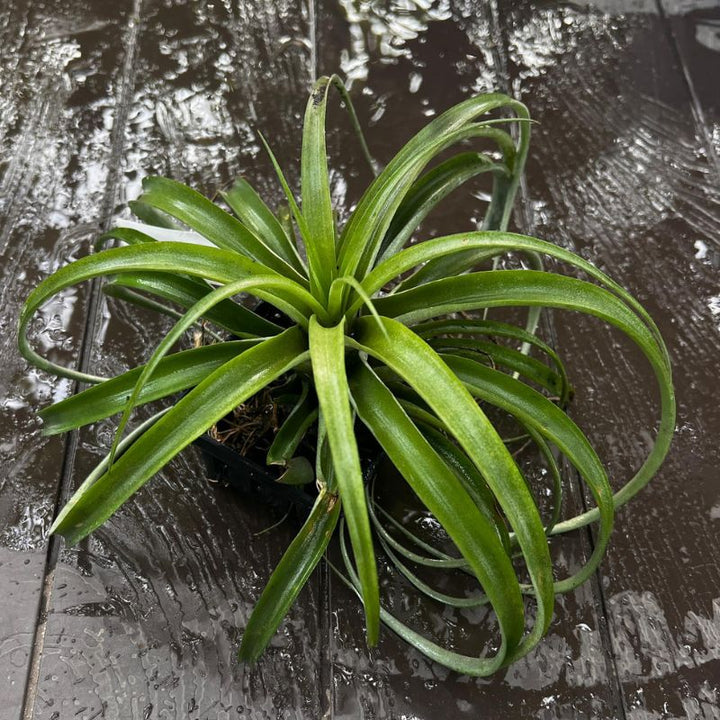 Tillandsia (Air Plant)