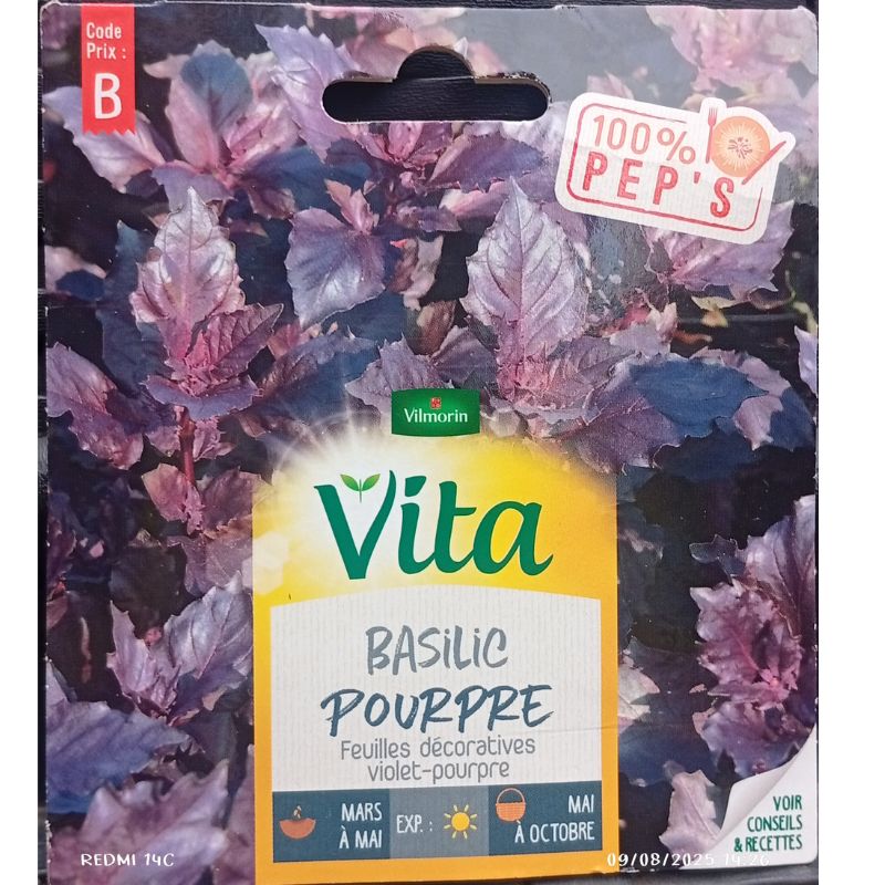 Vilmorin Vita Purple Basil