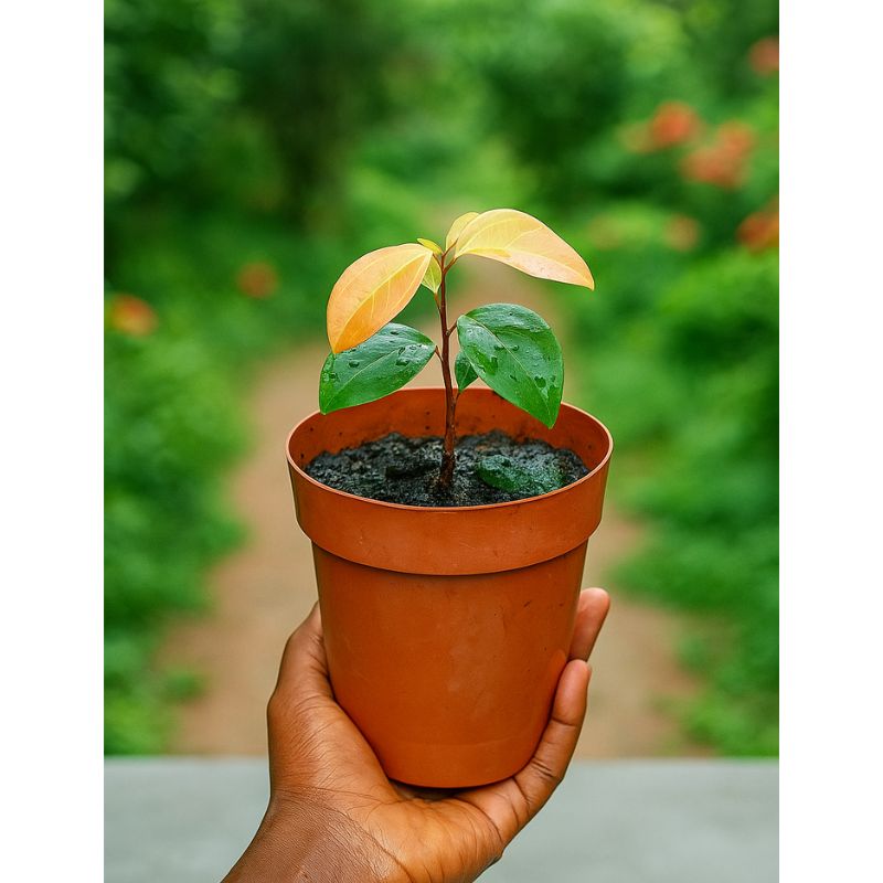 Plants