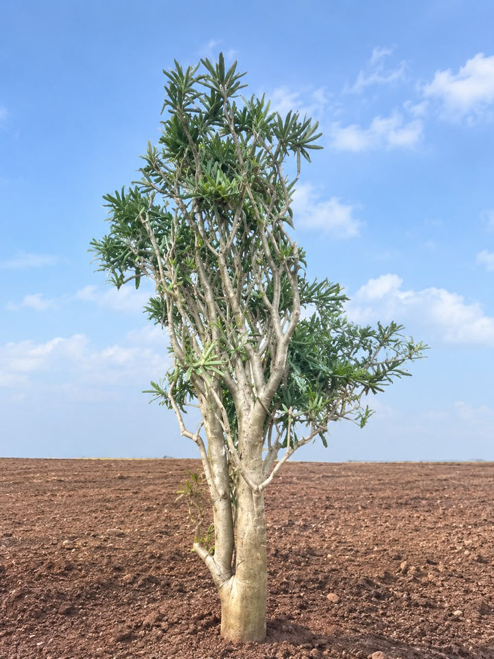 Adenium Obesum(Desert Rose) - Savvy Gardens Centre