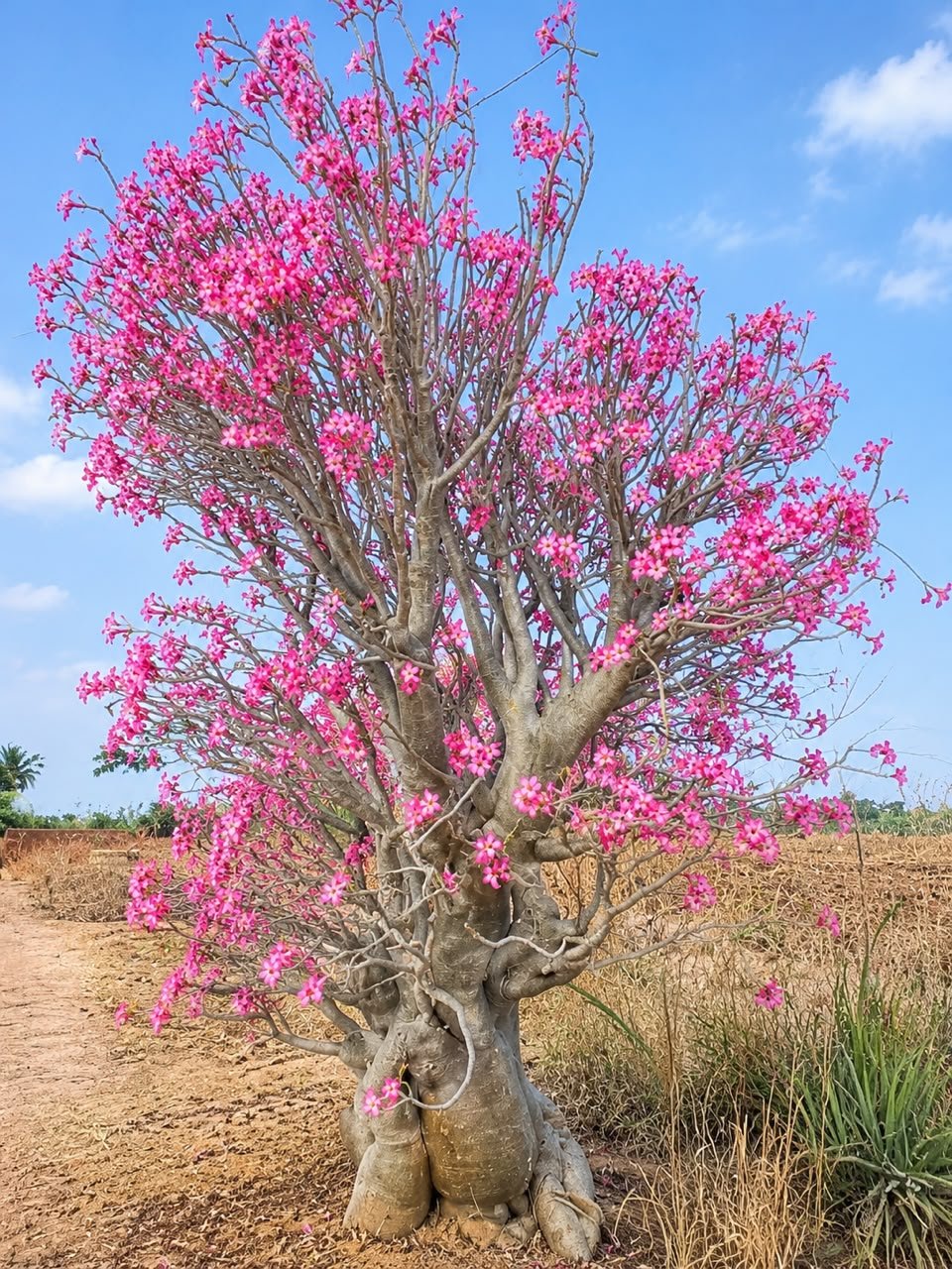 Adenium Obesum(Desert Rose) - Savvy Gardens Centre