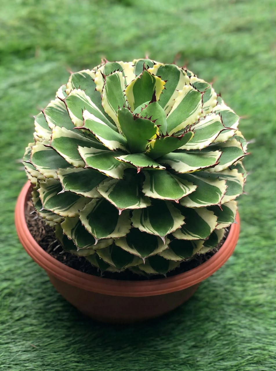 Agave 'Dwarf Butterfly' Variegated - Savvy Gardens Centre
