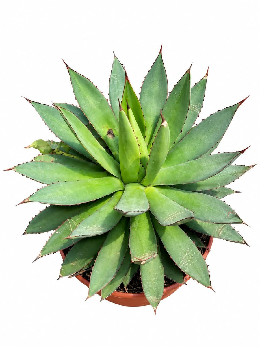 Agave macroacantha 'Red Edge' - Savvy Gardens Centre