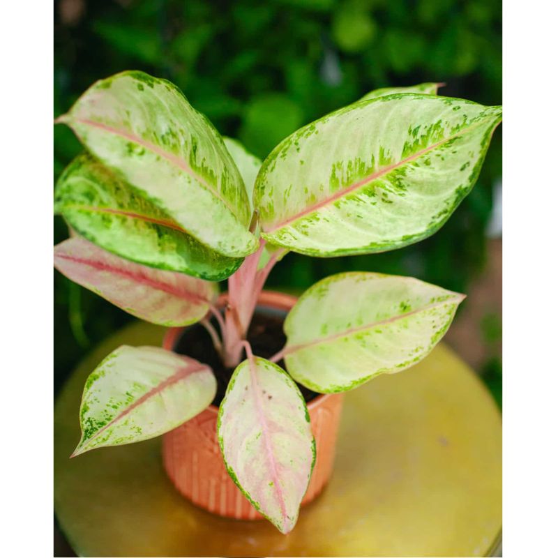 Aglaonema 'Corn Silk' 30cm - Savvy Gardens Centre
