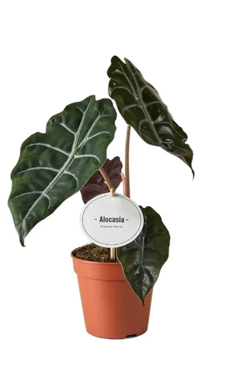 Alocasia chantrieri - Savvy Gardens Centre