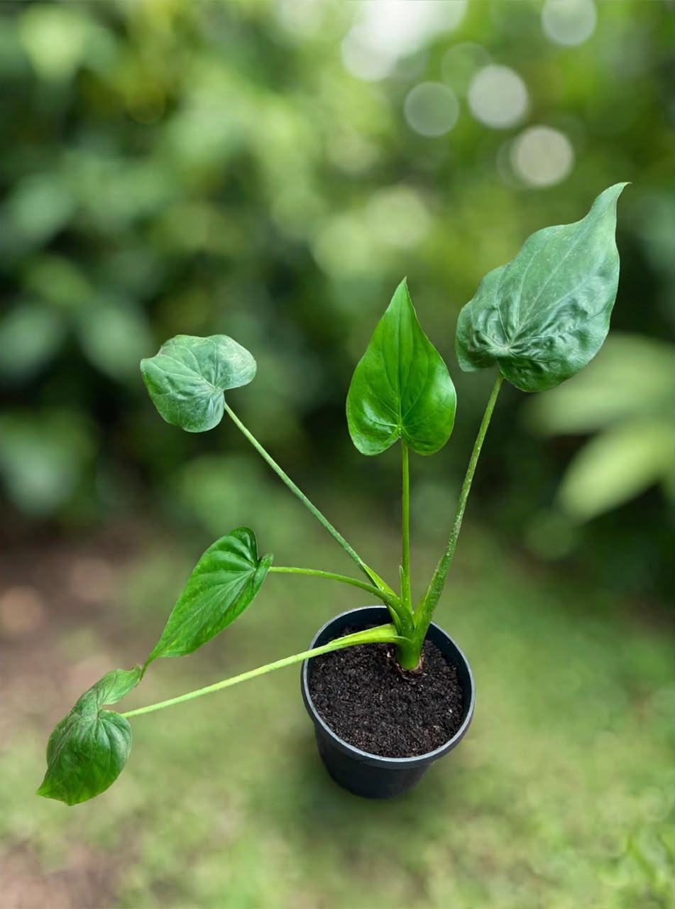 Alocasia cucullata (Buddha's Hand Alocasia) - Savvy Gardens Centre