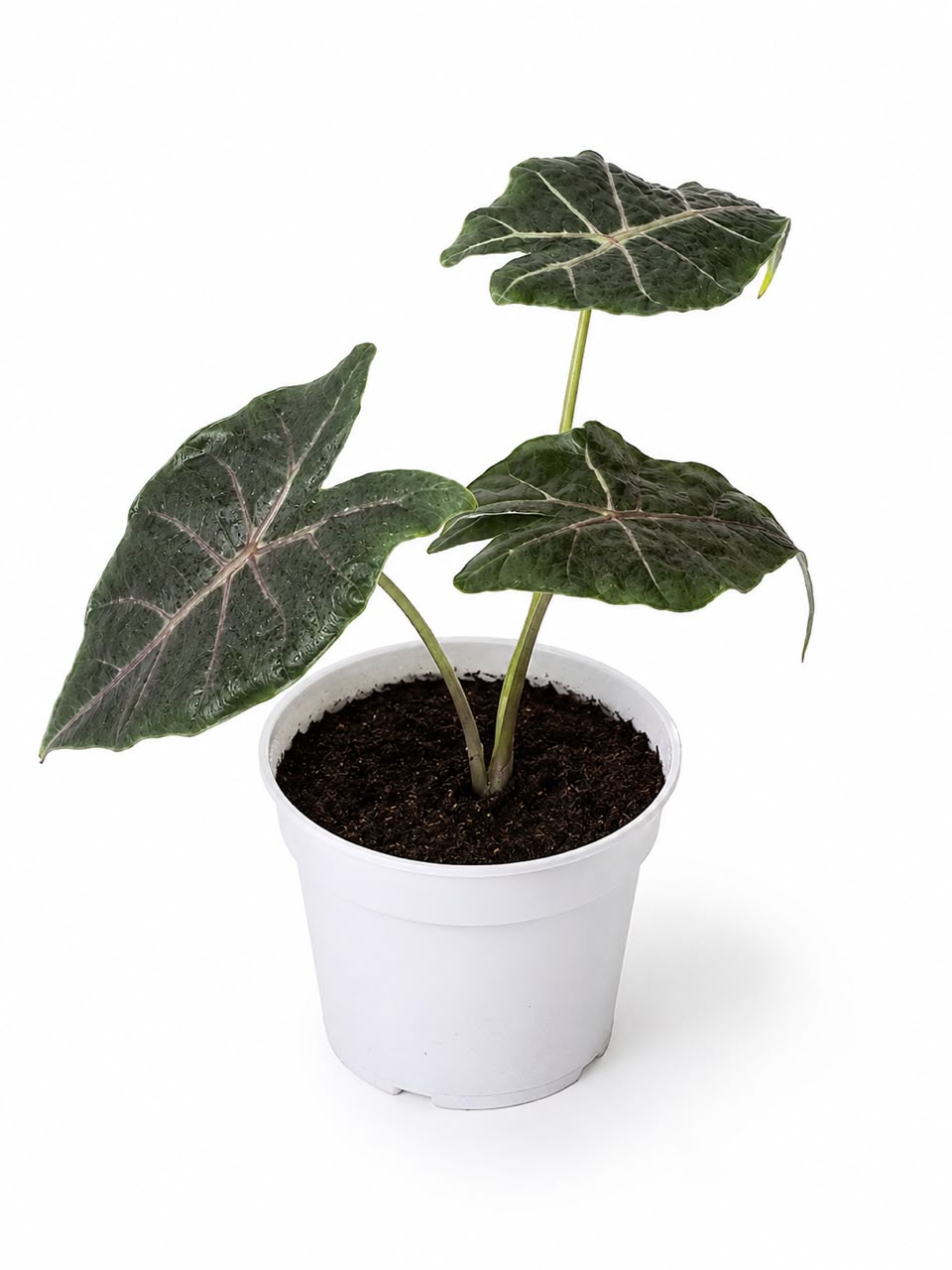 Alocasia Longiloba 'Purple Vein'15cm - Savvy Gardens Centre
