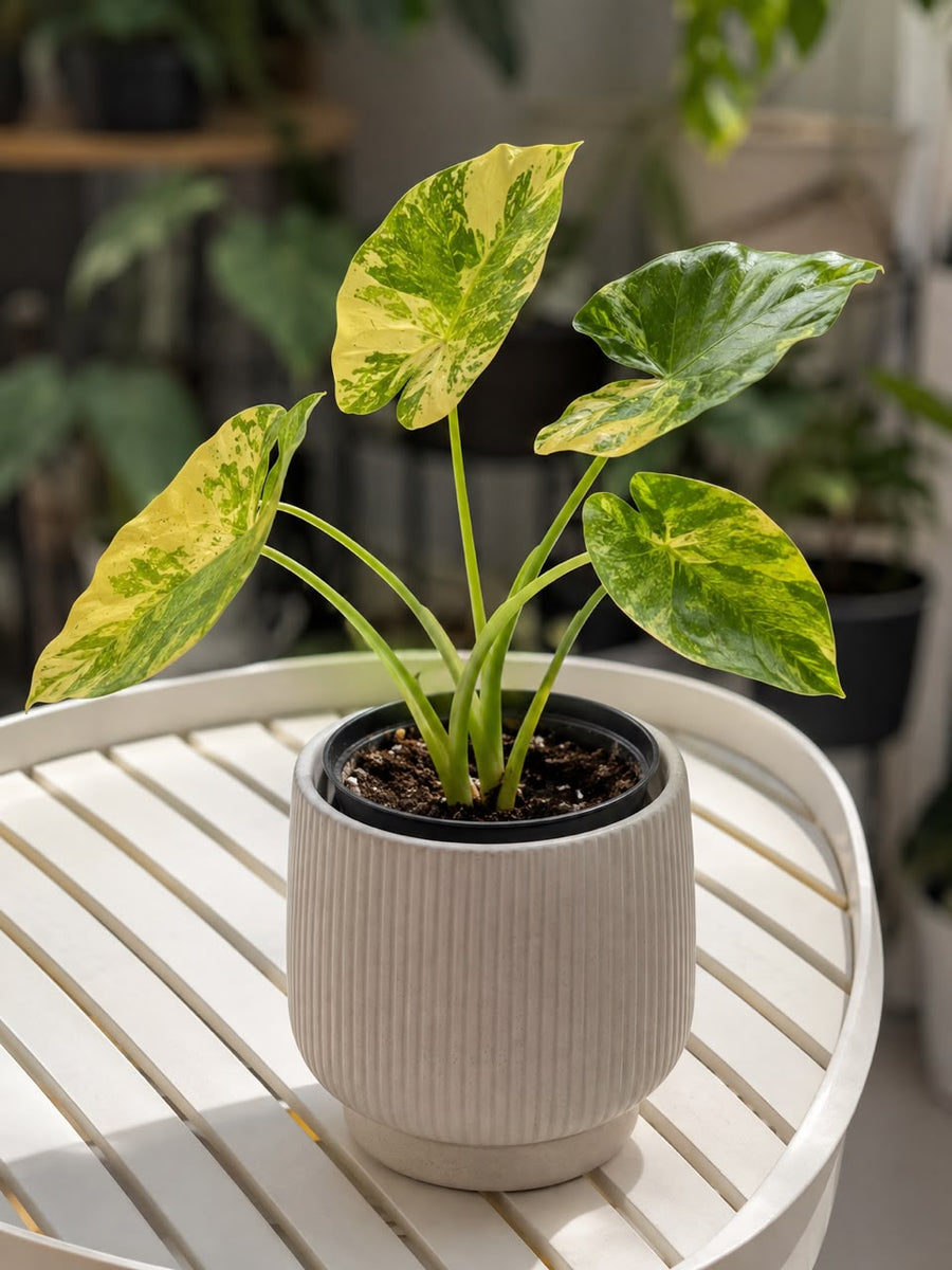 Alocasia odora 'Variegata' - Savvy Gardens Centre