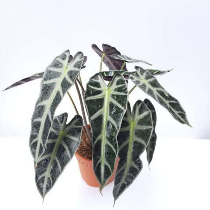 Alocasia 'Polly' 40cm - Savvy Gardens Centre