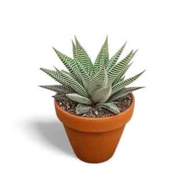 Aloe ( Succulent) 10cm - Savvy Gardens Centre