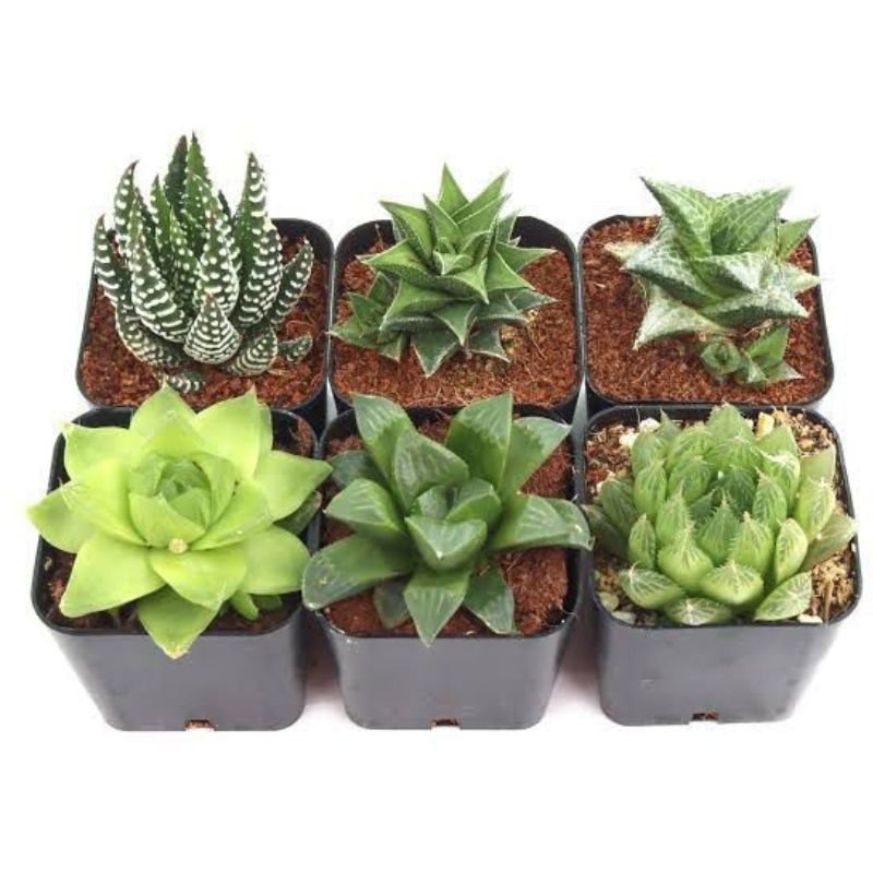 Aloe ( Succulent) 10cm - Savvy Gardens Centre