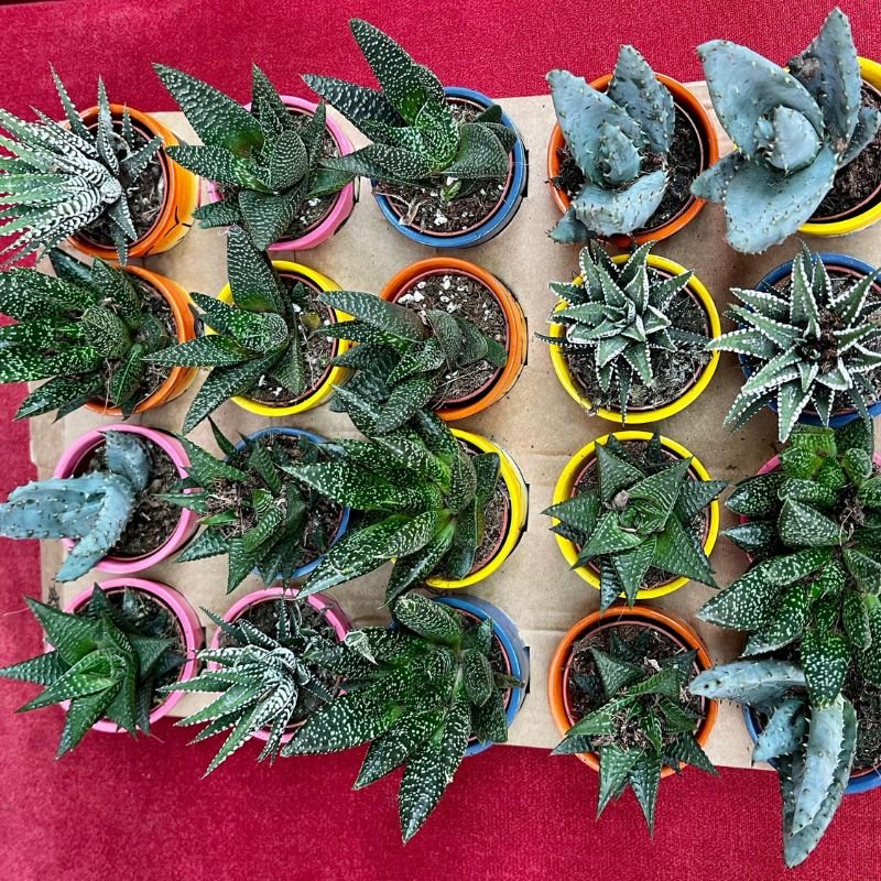 Aloe ( Succulent) 10cm - Savvy Gardens Centre