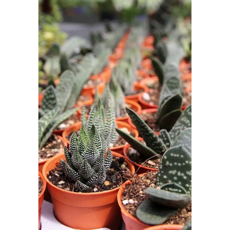 Aloe ( Succulent) 10cm - Savvy Gardens Centre