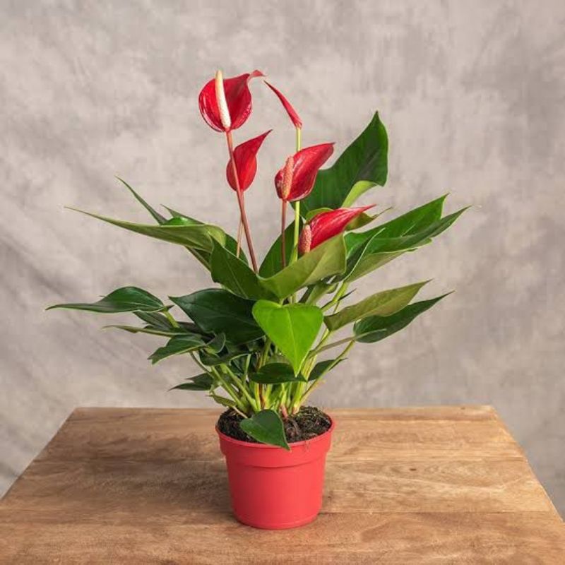 Anthurium Banderola Roja 30cm - Savvy Gardens Centre