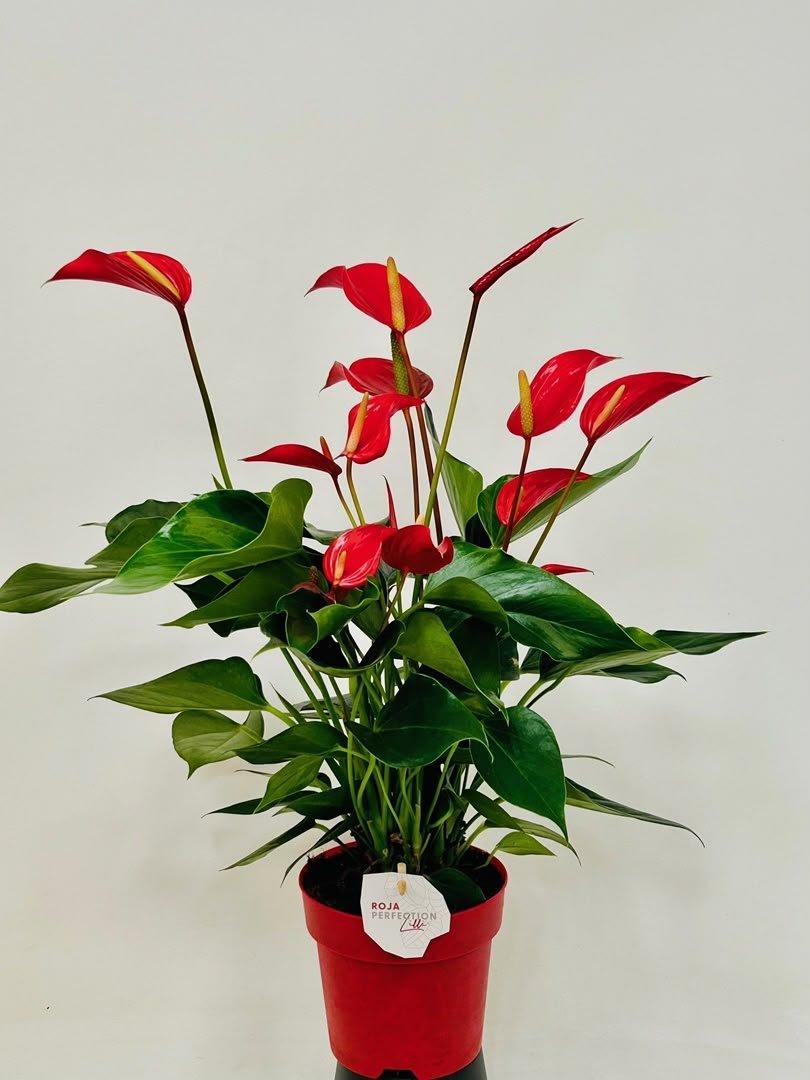 Anthurium Banderola Roja - Savvy Gardens Centre