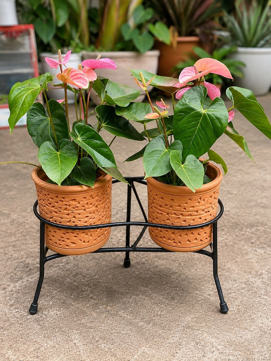 Anthurium Cavalli - Savvy Gardens Centre