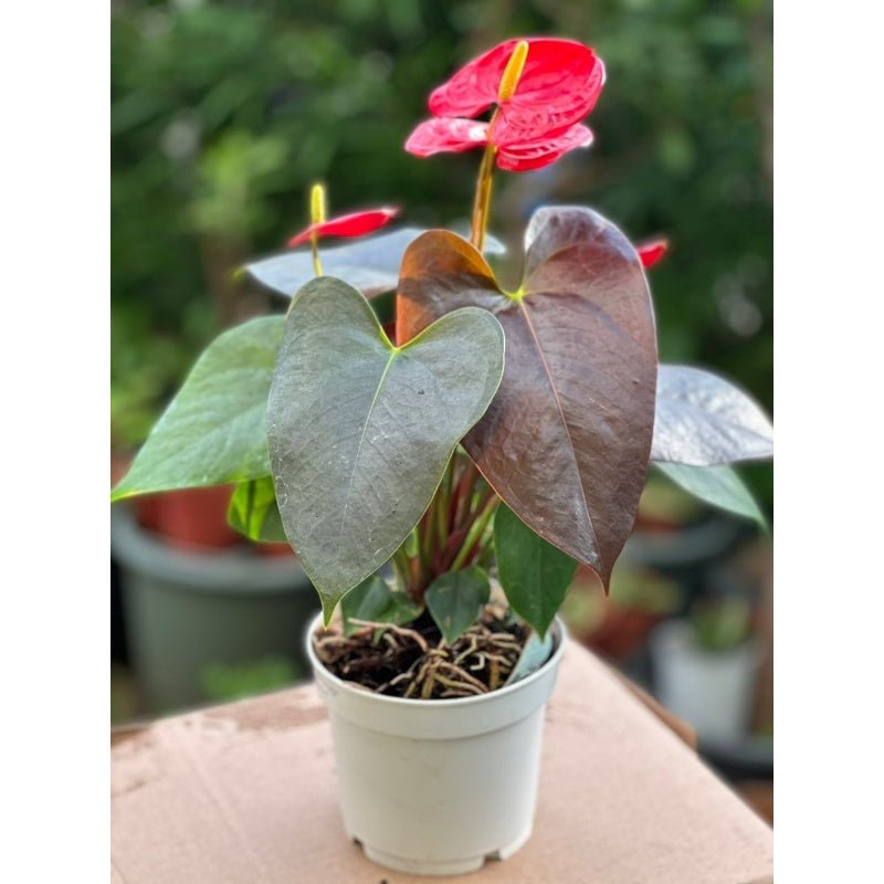 Anthurium Coral Champion - Savvy Gardens Centre
