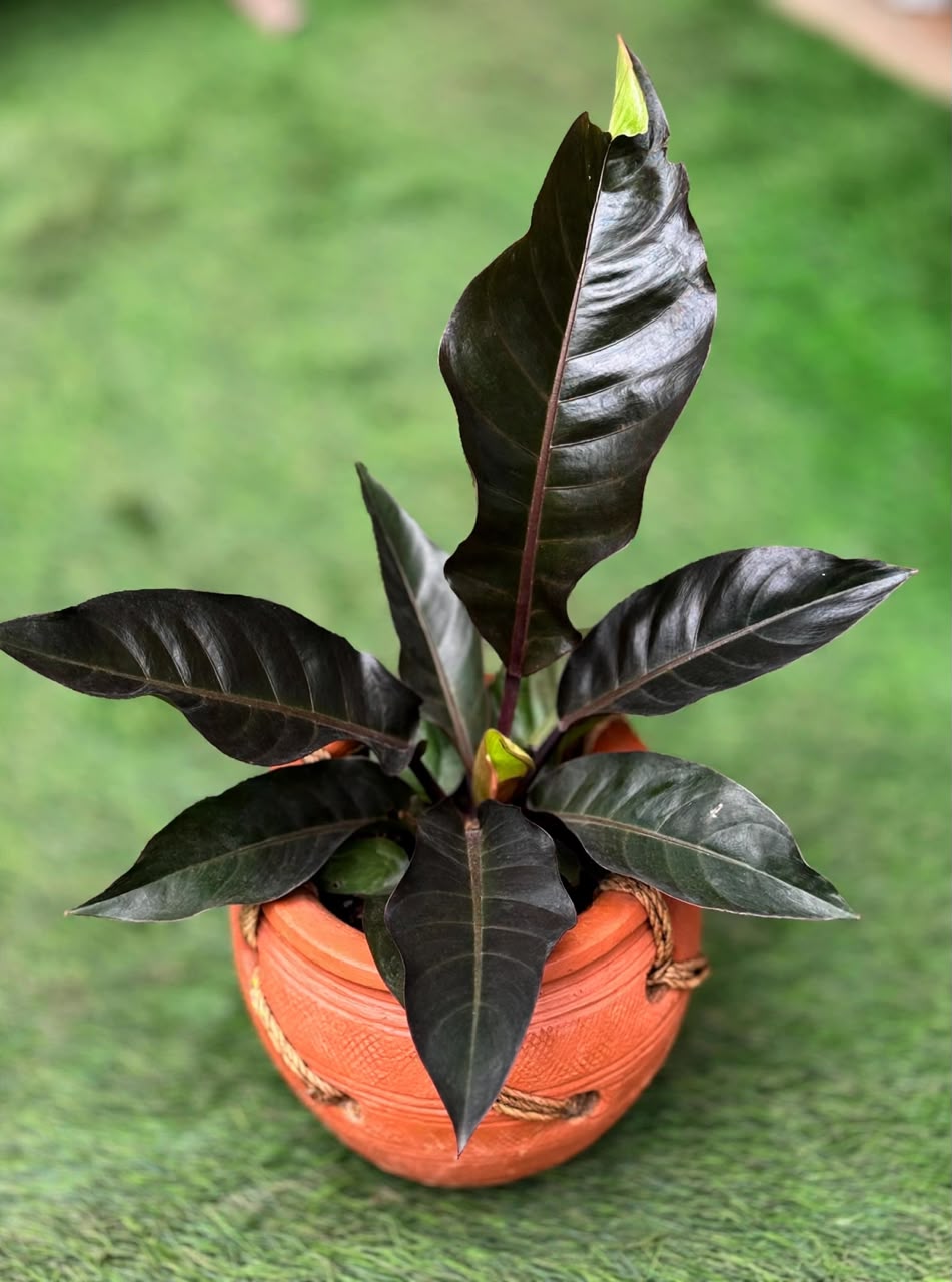 Anthurium hookeri "Black Dragon" - Savvy Gardens Centre