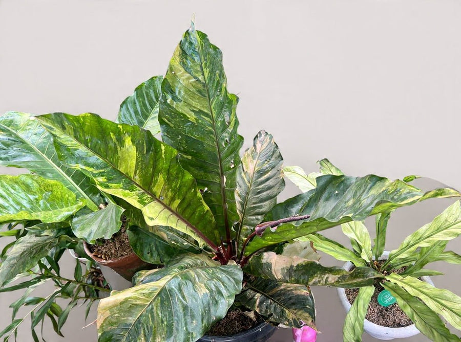 Anthurium hookeri variegated pink - Savvy Gardens Centre