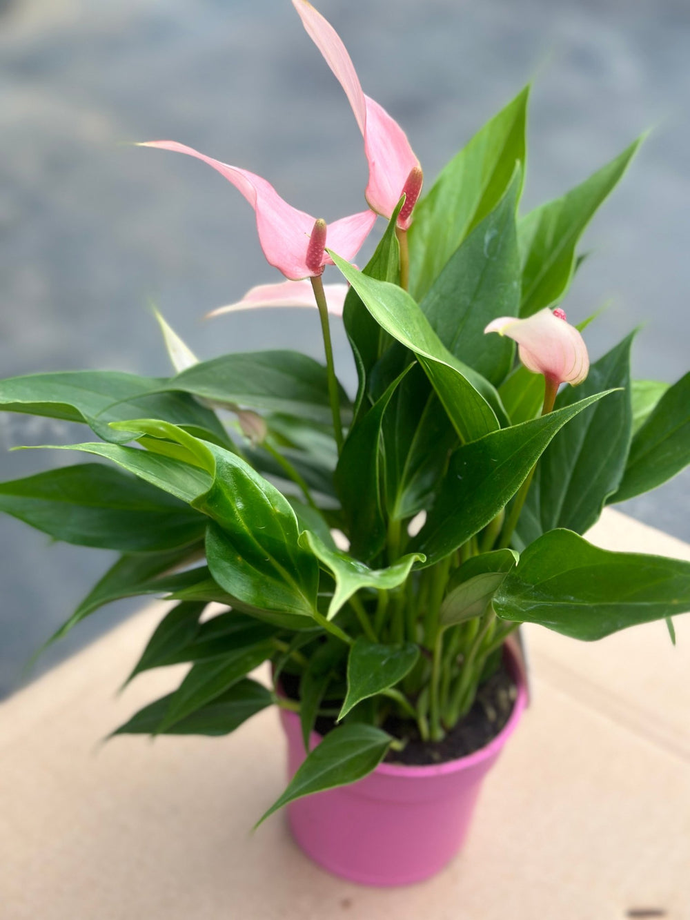 Anthurium Lilli - Savvy Gardens Centre