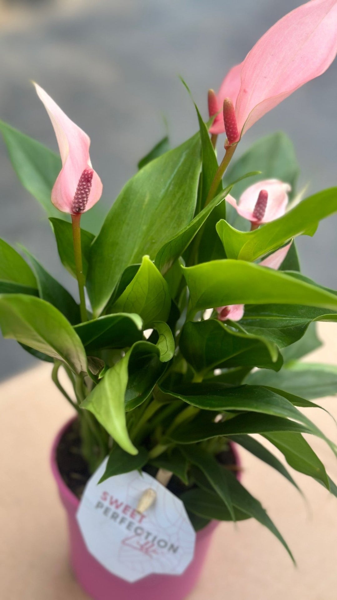 Anthurium Lilli - Savvy Gardens Centre