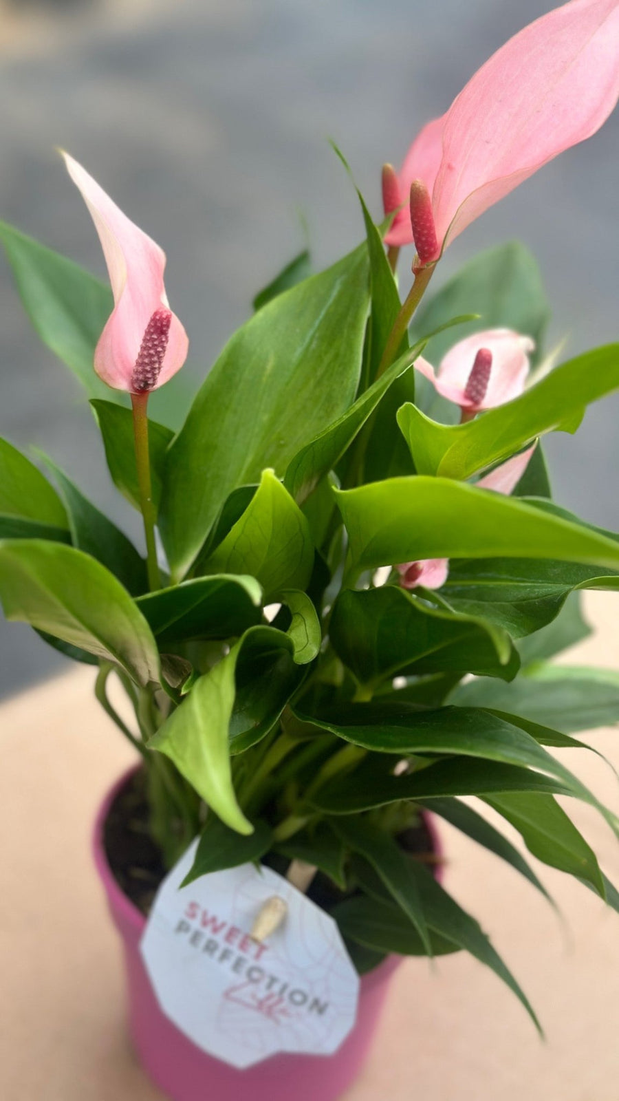 Anthurium Lilli - Savvy Gardens Centre