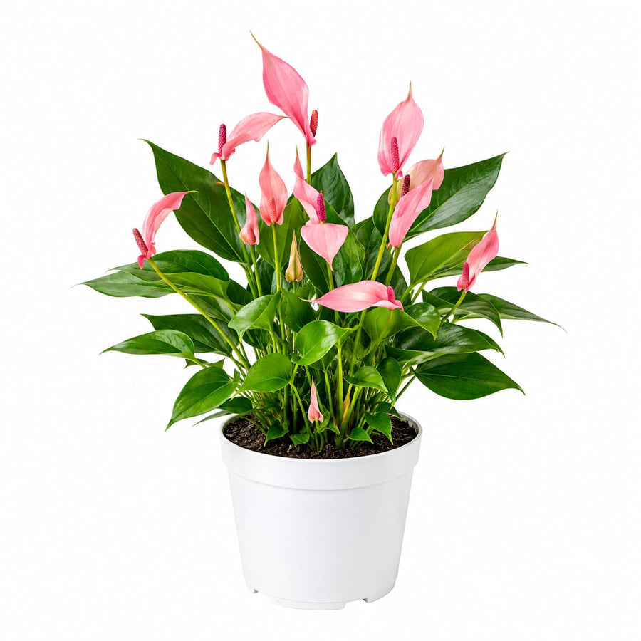 Anthurium 'Lilli' - Savvy Gardens Centre