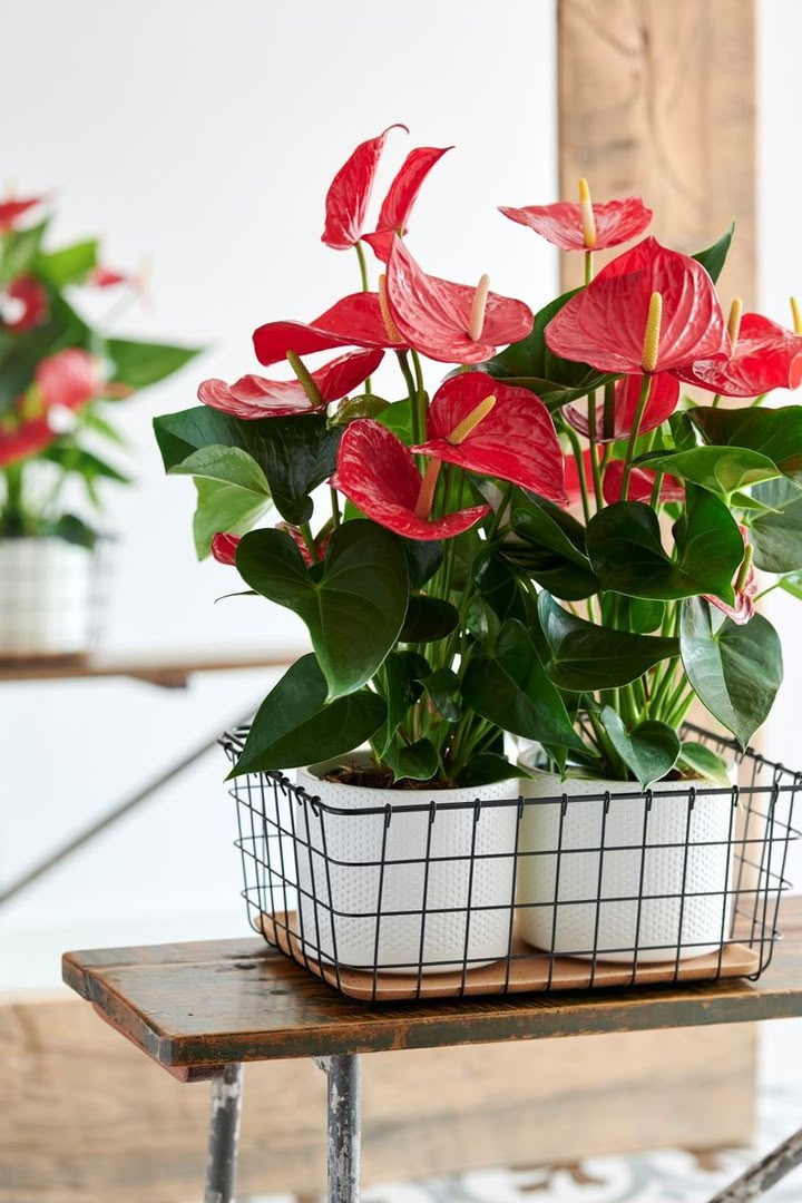 Anthurium Minnesota - Savvy Gardens Centre