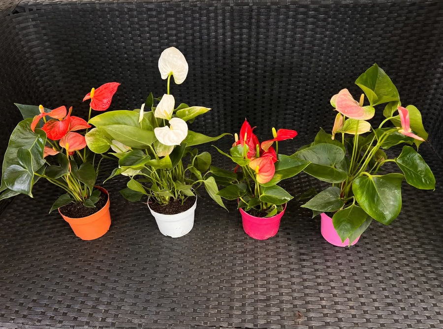 Anthurium Mix 30Cm - Savvy Gardens Centre