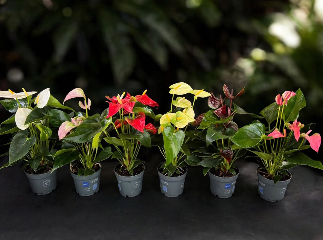 Anthurium mix - Savvy Gardens Centre