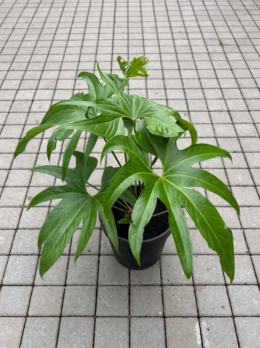 Anthurium Pedatoradiatum–Anthurium Fingers - Savvy Gardens Centre