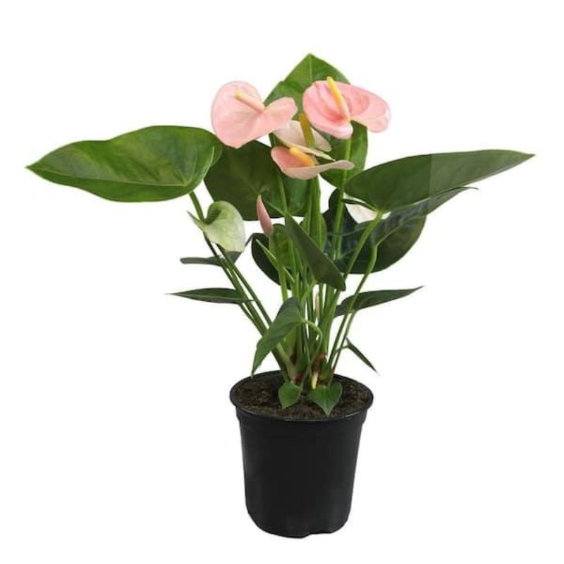 Anthurium Spirit 30cm - Savvy Gardens Centre