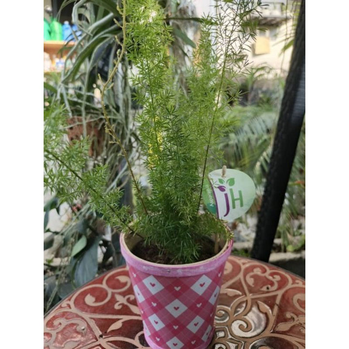 Asparagus Mixed - Savvy Gardens Centre