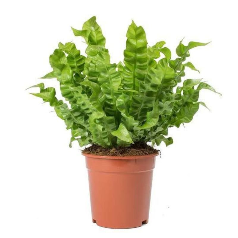 Asplenium Crispy Wave - Savvy Gardens Centre