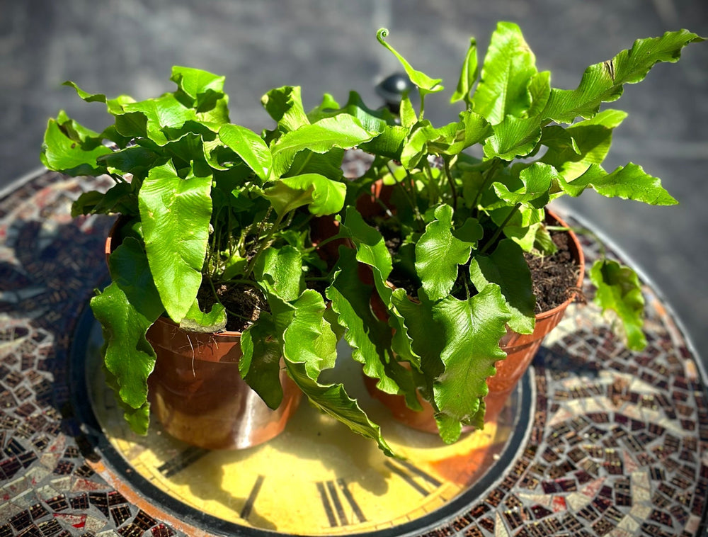 Asplenium scolopendrium - Savvy Gardens Centre