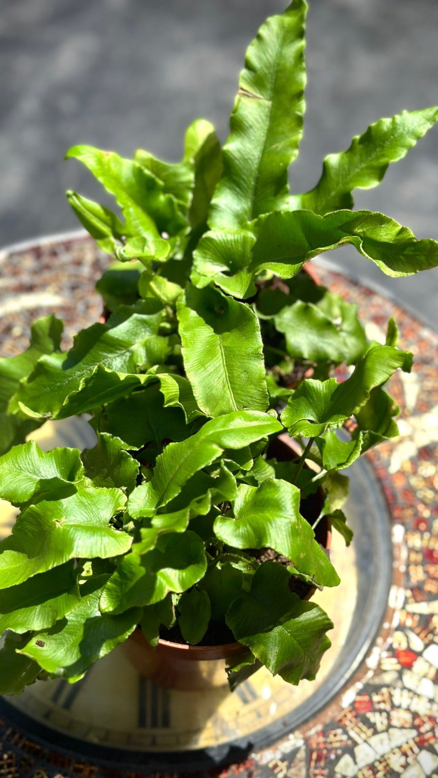 Asplenium scolopendrium - Savvy Gardens Centre