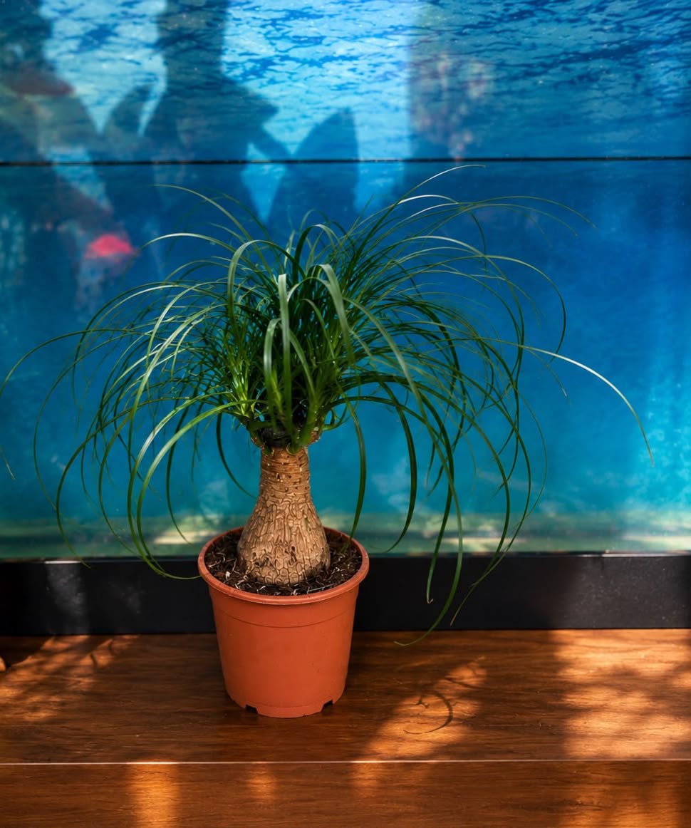 Beaucarnea recurvata (ponytail palm) 13cm - Savvy Gardens Centre