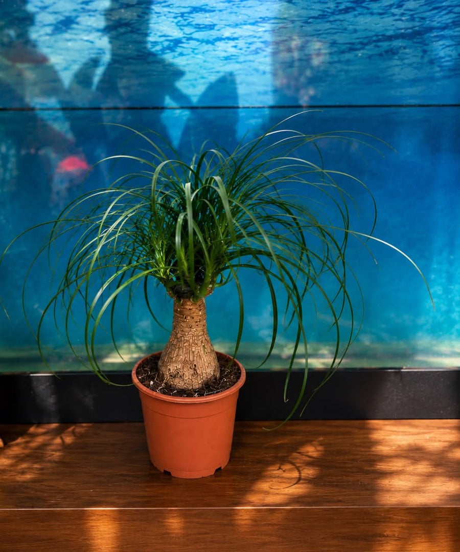 Beaucarnea recurvata (ponytail palm) 13cm - Savvy Gardens Centre