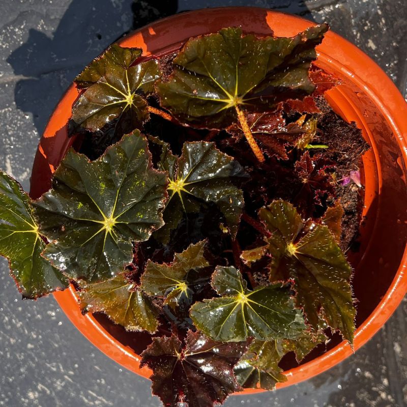 Begonia Rex - Savvy Gardens Centre