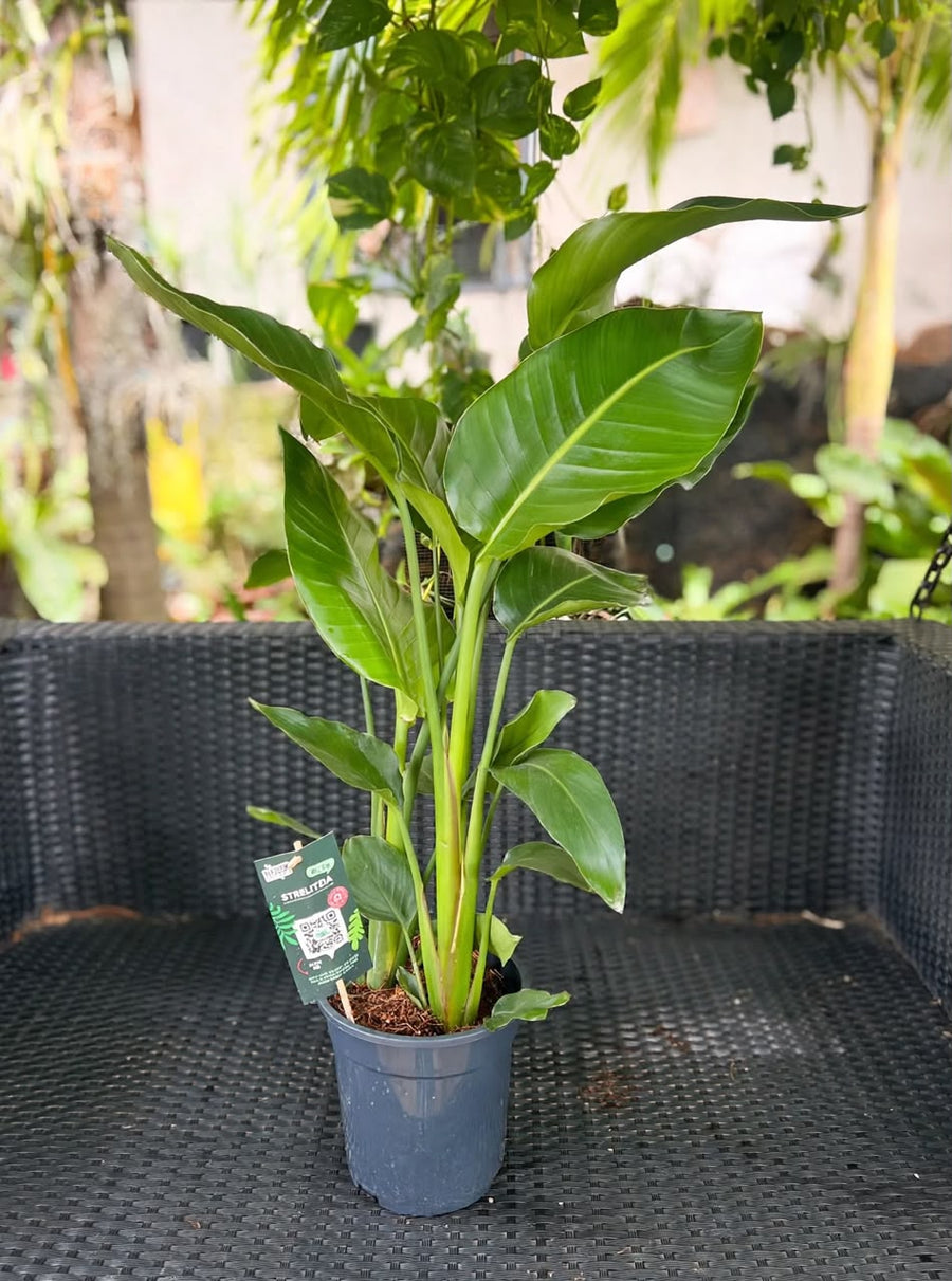 Bird of Paradise 80cm (Strelitzia Reginae) - Savvy Gardens Centre