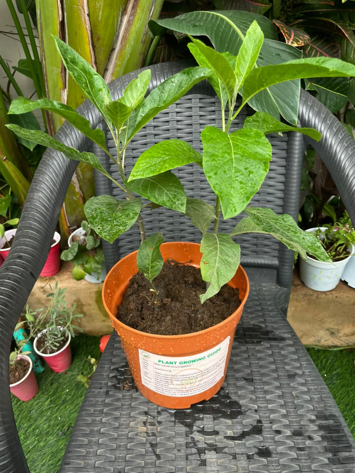 Bitter Leaves (Mature) - Savvy Gardens Centre
