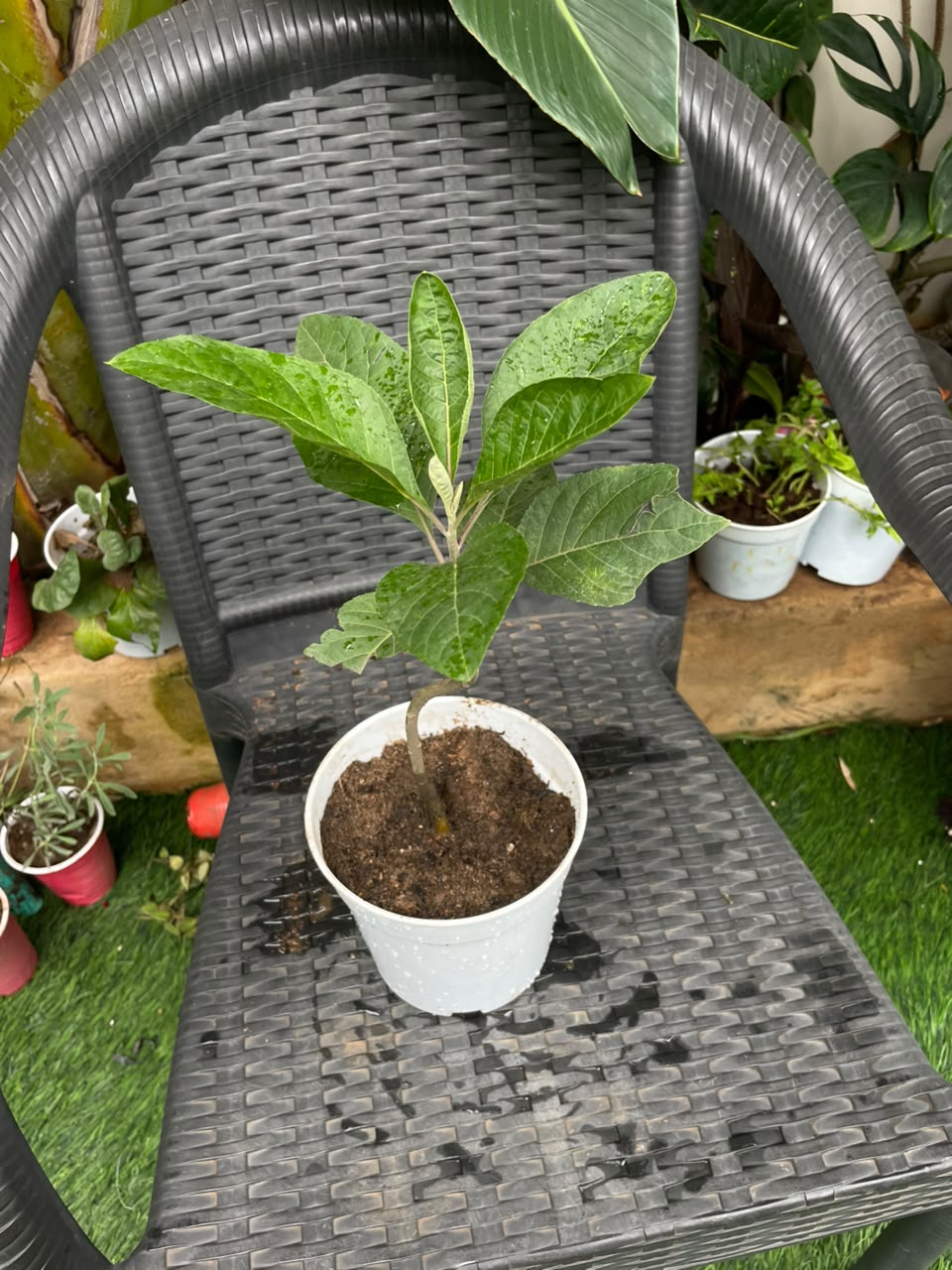Bitter Leaves (Mature) - Savvy Gardens Centre