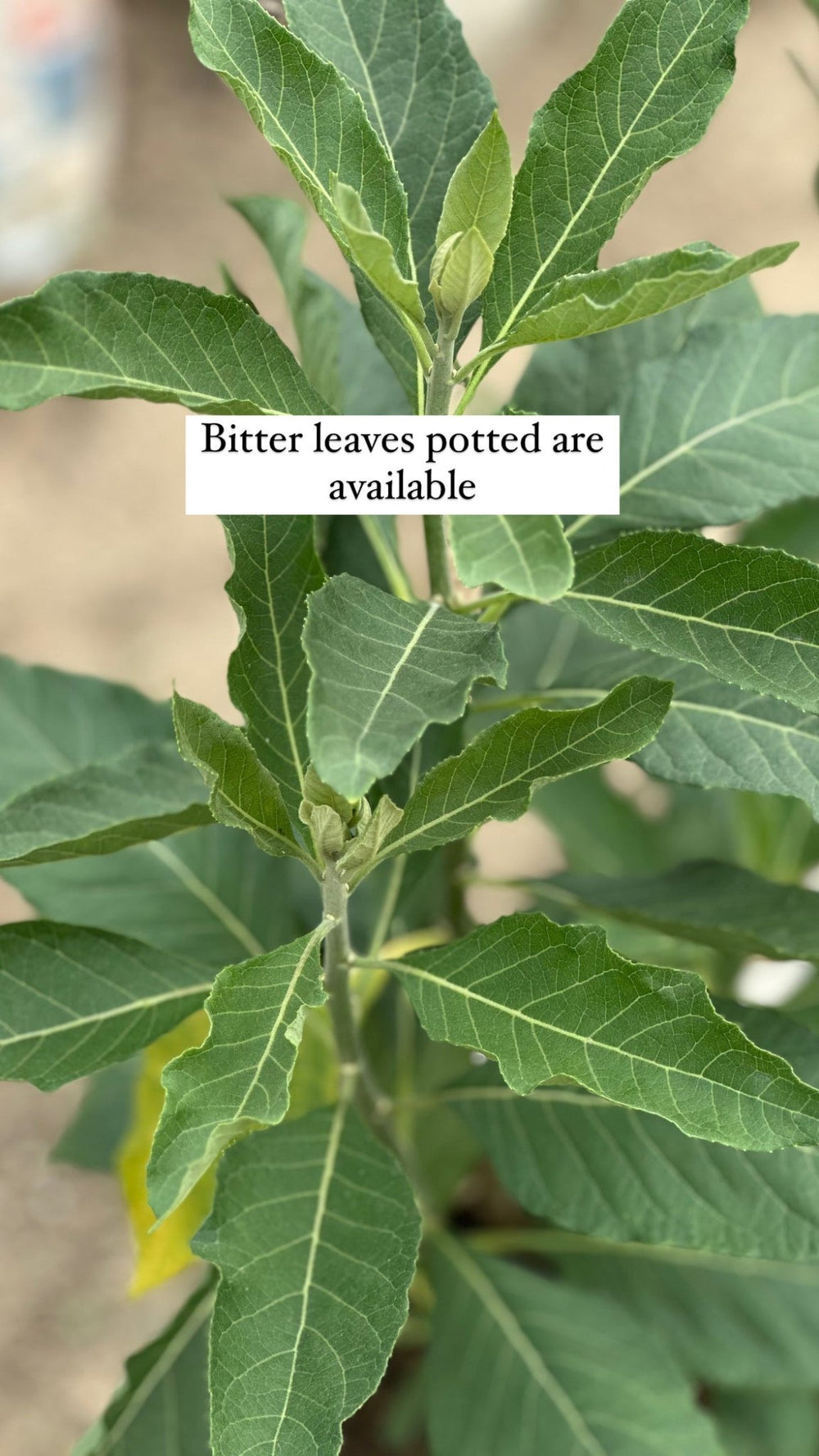 Bitter Leaves seedlings - Savvy Gardens Centre