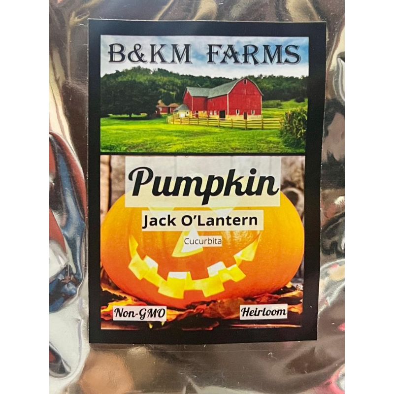 B&KM Pumpkin (jack O lantern) - Savvy Gardens Centre