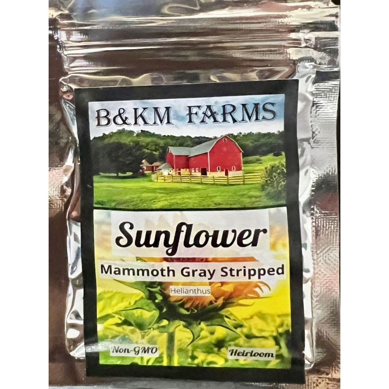 B&KM Sunflower (mammoth grey stripe) - Savvy Gardens Centre